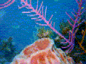Cherry-colored coral branch